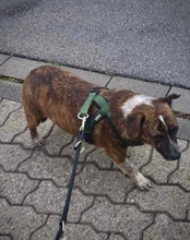 BASTI, Hund, Mischlingshund in Ludwigshafen - Bild 12