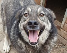 TOM, Hund, Mischlingshund in Rumänien - Bild 1