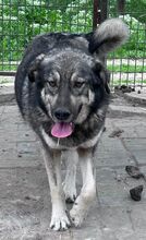 TOM, Hund, Mischlingshund in Rumänien - Bild 2