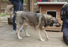 TOM, Hund, Mischlingshund in Rumänien - Bild 4