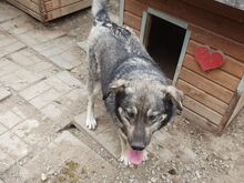 TOM, Hund, Mischlingshund in Rumänien - Bild 6