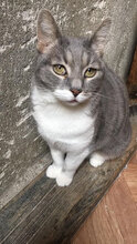 CALLAS, Katze, Hauskatze in Bulgarien - Bild 3