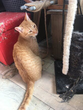 IAN, Katze, Hauskatze in Bulgarien - Bild 5