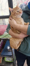 IAN, Katze, Hauskatze in Bulgarien - Bild 8