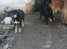 RACHEL, Hund, Mischlingshund in Rumänien - Bild 10