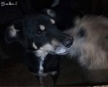 RACHEL, Hund, Mischlingshund in Rumänien - Bild 11
