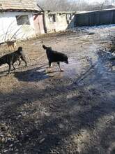 RACHEL, Hund, Mischlingshund in Rumänien - Bild 12