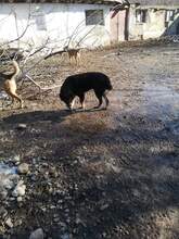 RACHEL, Hund, Mischlingshund in Rumänien - Bild 14