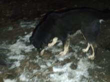 RACHEL, Hund, Mischlingshund in Rumänien - Bild 15