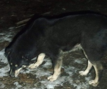 RACHEL, Hund, Mischlingshund in Rumänien - Bild 16