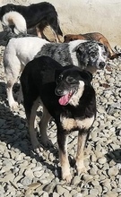 RACHEL, Hund, Mischlingshund in Rumänien - Bild 3