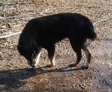 RACHEL, Hund, Mischlingshund in Rumänien - Bild 6