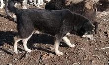 RACHEL, Hund, Mischlingshund in Rumänien - Bild 8