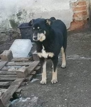 RACHEL, Hund, Mischlingshund in Rumänien - Bild 9