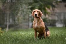 REY, Hund, Windhund in Russische Föderation - Bild 12