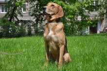 REY, Hund, Windhund in Russische Föderation - Bild 3