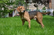 REY, Hund, Windhund in Russische Föderation - Bild 4