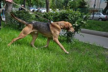 REY, Hund, Windhund in Russische Föderation - Bild 6