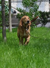REY, Hund, Windhund in Russische Föderation - Bild 7