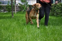 REY, Hund, Windhund in Russische Föderation - Bild 8