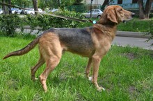 REY, Hund, Windhund in Russische Föderation - Bild 9