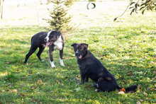 SPIKE, Hund, Staffordshire Bull Terrier-Mix in Kroatien - Bild 5