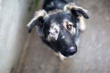 ZORA, Hund, Mischlingshund in Rumänien - Bild 1