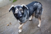 ZORA, Hund, Mischlingshund in Rumänien - Bild 3