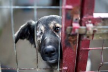 ZORA, Hund, Mischlingshund in Rumänien - Bild 4