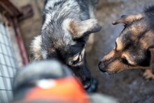 ZORA, Hund, Mischlingshund in Rumänien - Bild 5