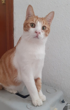 EZEQUIEL, Katze, Europäisch Kurzhaar in Spanien - Bild 4