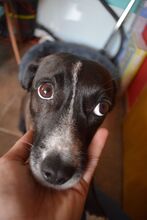 MAILA, Hund, Mischlingshund in Bulgarien - Bild 7