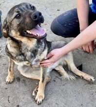 HAYO, Hund, Mischlingshund in Rumänien - Bild 11