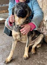 HAYO, Hund, Mischlingshund in Rumänien - Bild 13