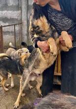 HAYO, Hund, Mischlingshund in Rumänien - Bild 14