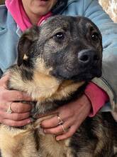 HAYO, Hund, Mischlingshund in Rumänien - Bild 15