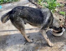 HAYO, Hund, Mischlingshund in Rumänien - Bild 19