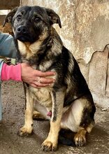 HAYO, Hund, Mischlingshund in Rumänien - Bild 4