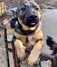 HAYO, Hund, Mischlingshund in Rumänien - Bild 5