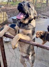 HAYO, Hund, Mischlingshund in Rumänien - Bild 6