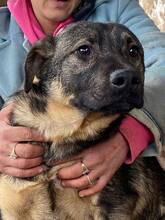 HAYO, Hund, Mischlingshund in Rumänien - Bild 7
