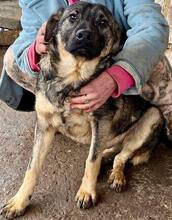 HAYO, Hund, Mischlingshund in Rumänien - Bild 9