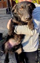 DORI, Hund, Mischlingshund in Rumänien - Bild 1