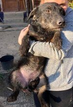 DORI, Hund, Mischlingshund in Rumänien - Bild 10