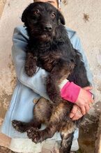 DORI, Hund, Mischlingshund in Rumänien - Bild 12