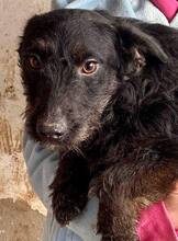 DORI, Hund, Mischlingshund in Rumänien - Bild 15