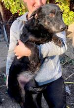 DORI, Hund, Mischlingshund in Rumänien - Bild 2