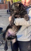 DORI, Hund, Mischlingshund in Rumänien - Bild 5
