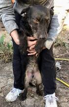 DORI, Hund, Mischlingshund in Rumänien - Bild 7