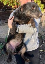 DORI, Hund, Mischlingshund in Rumänien - Bild 8